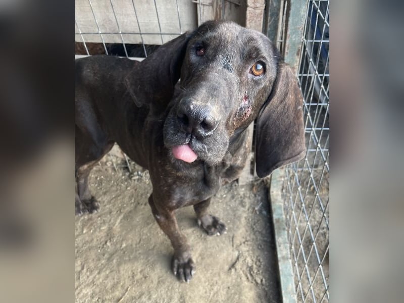 Granny, geb. ca. 01/2018, lebt in GRIECHENLAND, auf einer privaten Pflegestelle