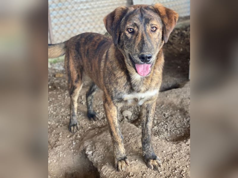 Fiyero, geb. ca. 07/2025, lebt in GRIECHENLAND, im städt. Tierheim Serres