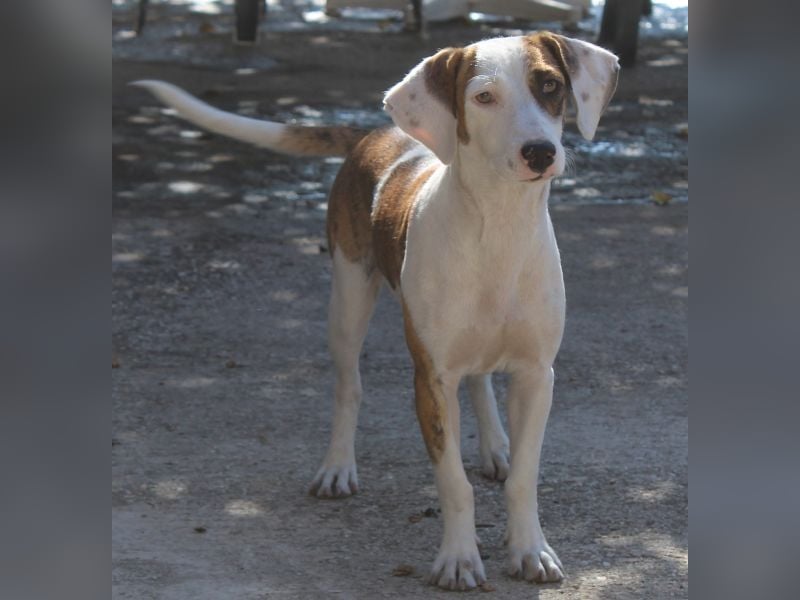 Nivara, geb. ca. 11/2024, lebt in GRIECHENLAND, auf einer privaten Pflegestelle