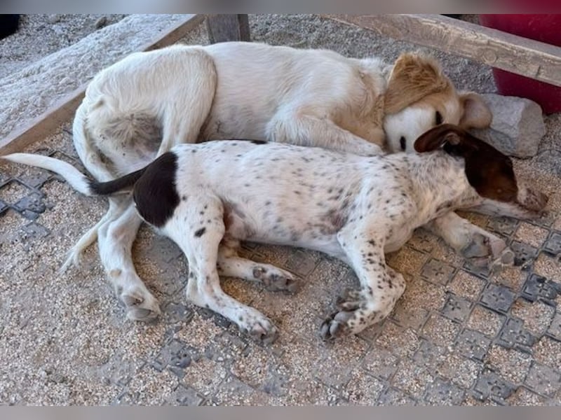 Titus geb. ca. 04/2025, lebt in GRIECHENLAND, auf einer privaten Pflegestelle