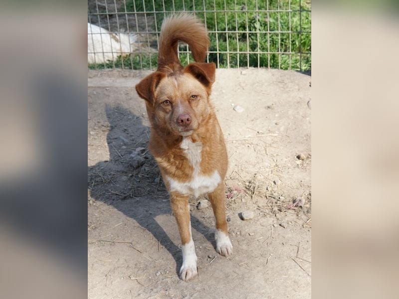 Rosalie, geb. ca. 12/2022, lebt in GRIECHENLAND, auf einer privaten Pflegestelle