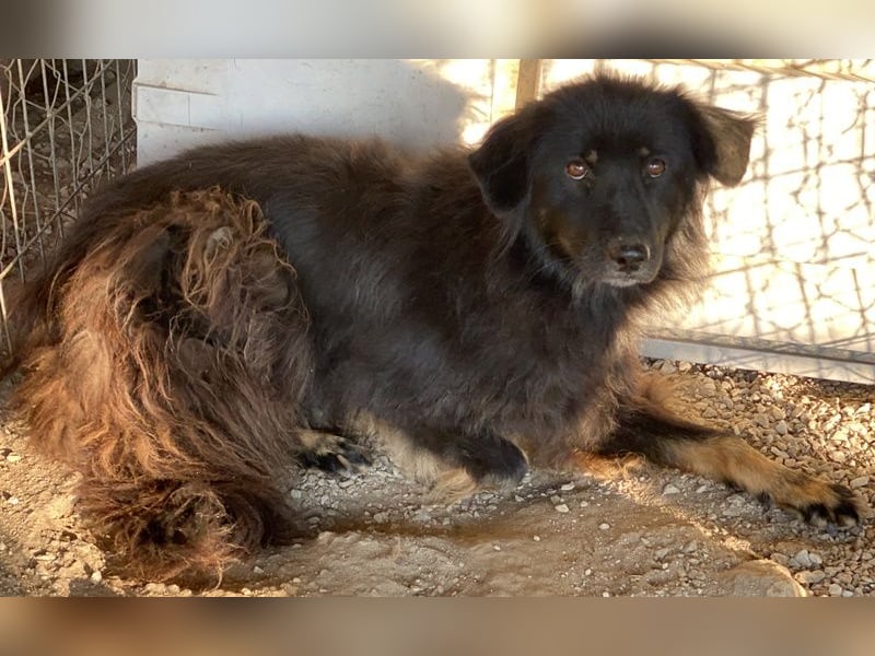 Kayra, geb. ca. 09/2018, lebt in GRIECHENLAND, im städt. Tierheim Serres