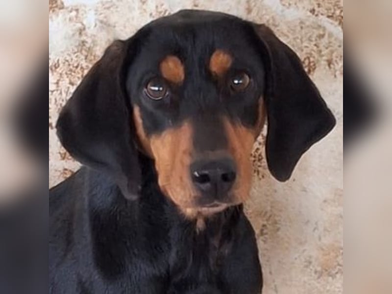 Frida, geb. ca. 01/2025, lebt in GRIECHENLAND, auf einer privaten Pflegestelle