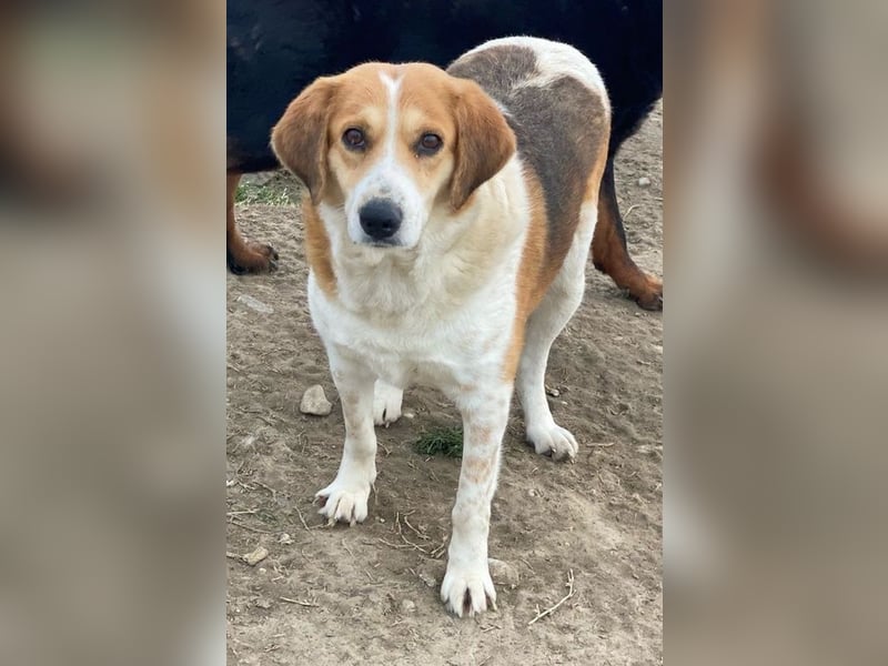 Katja, geb. ca. 12/2019, lebt in GRIECHENLAND, im städt. Tierheim Serres