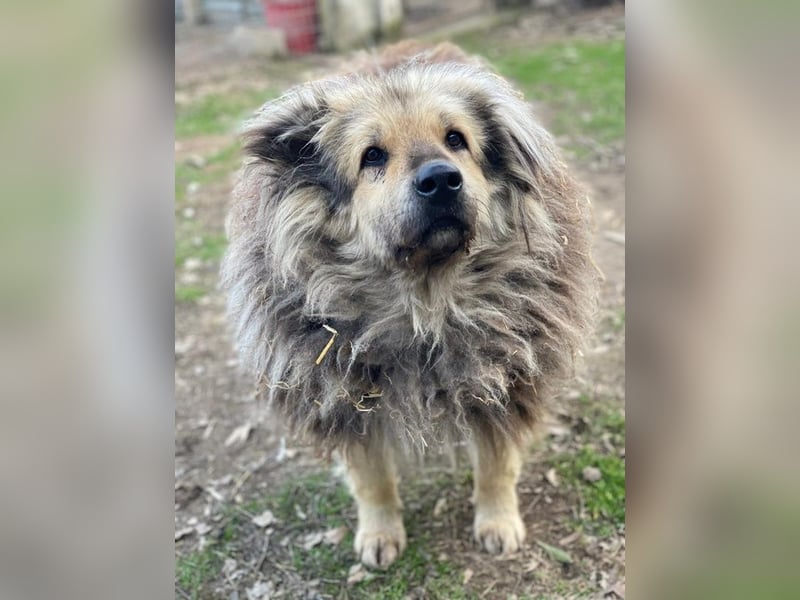 Mandy Lou geb. ca. 11/2020, lebt in GRIECHENLAND, auf einer privaten Pflegestelle