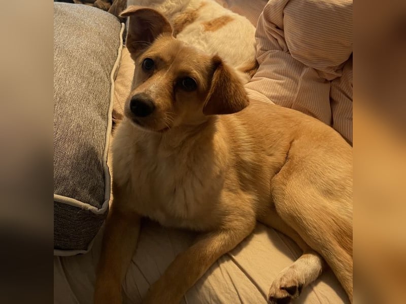 Yumi, geb. ca. 05/2025, lebt auf einer Pflegestelle in 52066 Aachen