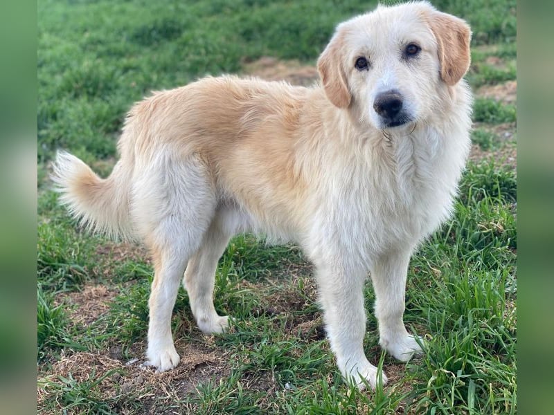Gipsy, geb. ca. 04/2025, lebt in GRIECHENLAND, im städt. Tierheim Serres