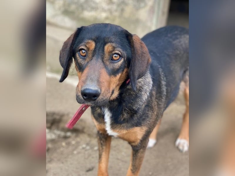 Zona, geb. ca. 11/2022, lebt in GRIECHENLAND, auf einer privaten Pflegestelle