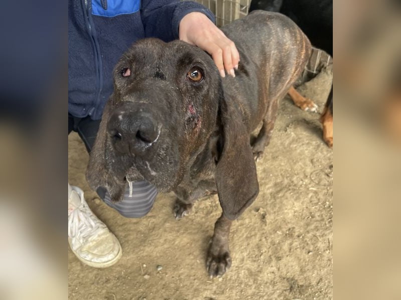 Granny, geb. ca. 01/2018, lebt in GRIECHENLAND, auf einer privaten Pflegestelle