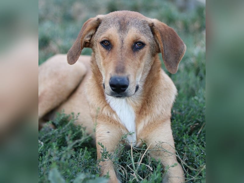 Henning, geb. ca. 12/2023, lebt in GRIECHENLAND, im städt. Tierheim Serres