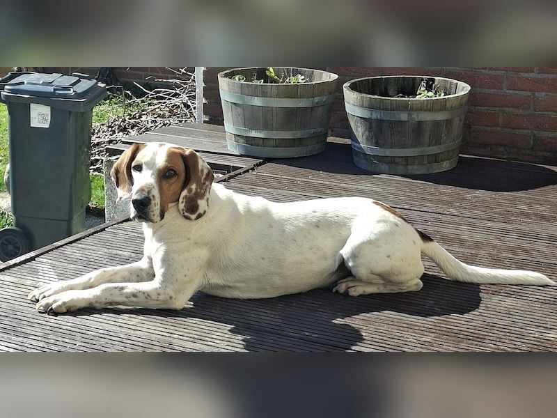 Zack, geb. ca. 10/2022, lebt auf einer Pflegestelle in 23556 Lübeck