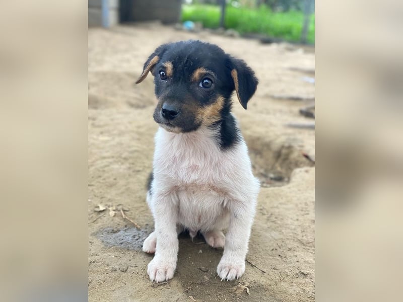 Caien, geb. ca. 10/2025, lebt auf einer Pflegestelle in 49176 Hilter