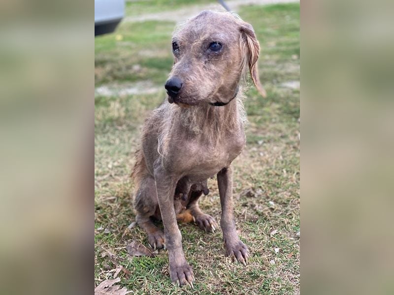 Tharu, geb. ca. 01/2024, lebt in GRIECHENLAND, im städt. Tierheim Serres, Vermittlungshilfe