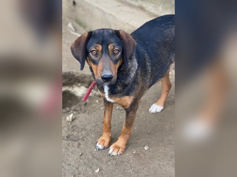 Zona, geb. ca. 11/2022, lebt in GRIECHENLAND, auf einer privaten Pflegestelle