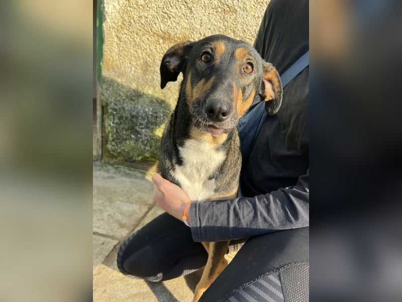 Ajax, geb. ca. 11/2024, lebt in GRIECHENLAND, auf einem Gelände, wird notdürftig versorgt