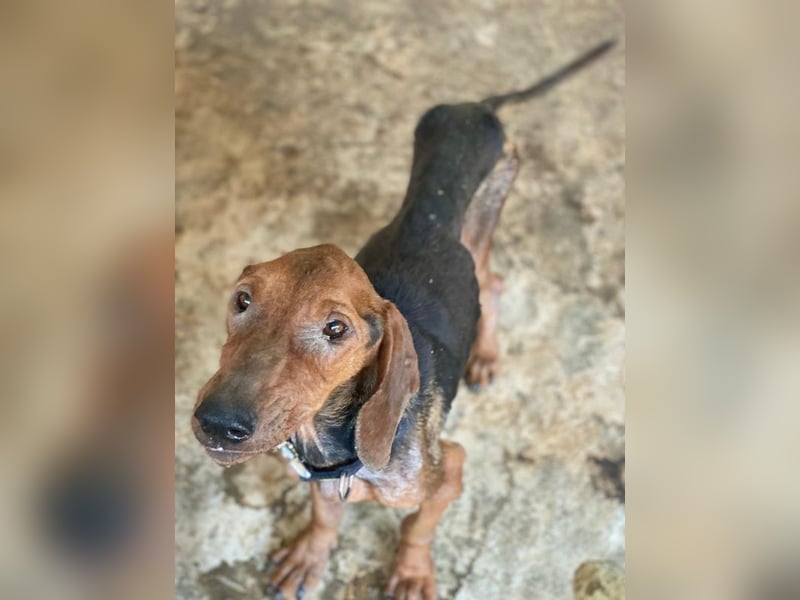 Abaluga, geb. ca. 01/2024, lebt in GRIECHENLAND, auf einer privaten Pflegestelle