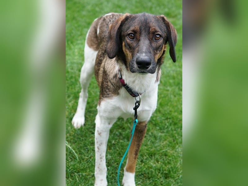 Diona, geb. ca. 05/2024, lebt lebt in 48291 Telgte, Vermittlungshilfe