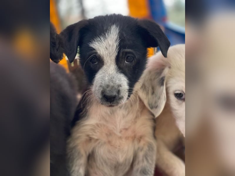 Zephira, geb. ca. 10/2025, lebt in GRIECHENLAND, auf einer privaten Pflegestelle