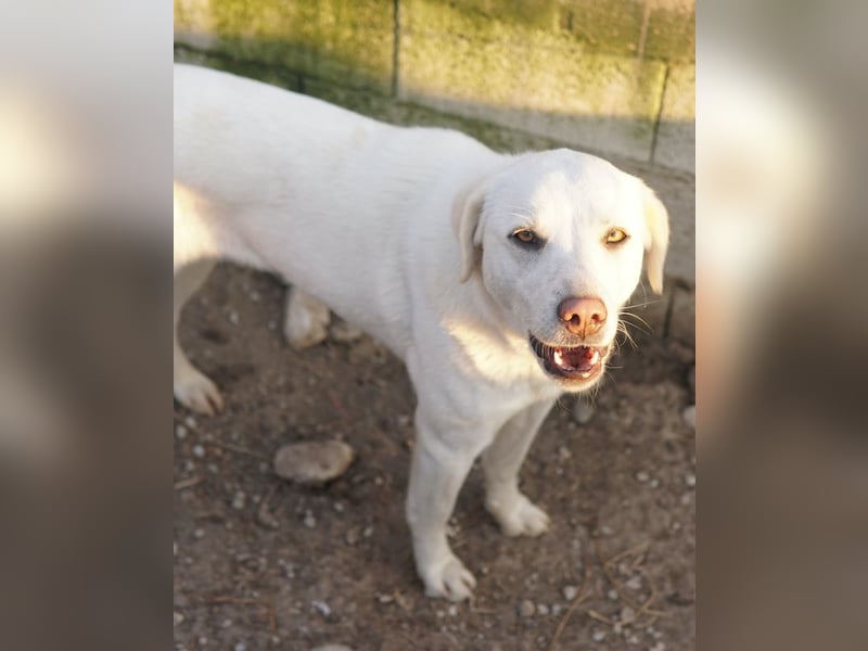 Gianna, geb. ca. 02/2022, lebt in GRIECHENLAND, im städt. Tierheim Serres