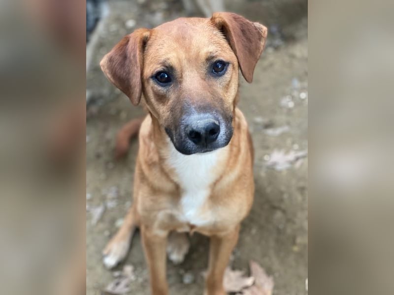 Hunter, geb. ca. 02/2025, lebt in GRIECHENLAND, auf einer privaten Pflegestelle