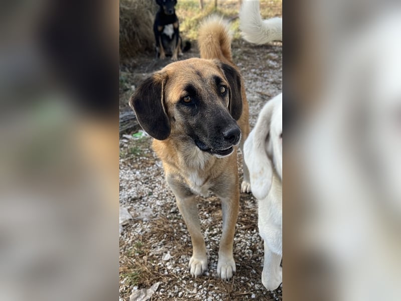 Fritz, geb. ca. 05/2022, lebt in GRIECHENLAND, im städt. Tierheim Serres