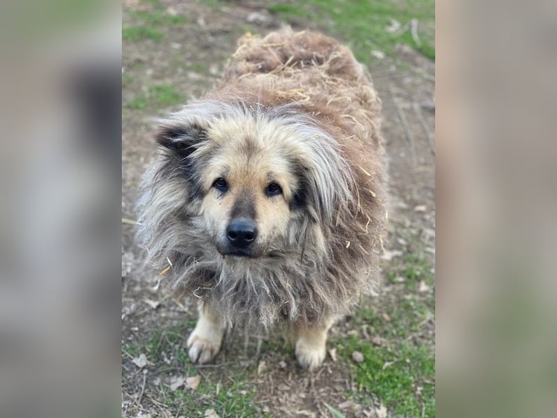 Mandy Lou geb. ca. 11/2020, lebt in GRIECHENLAND, auf einer privaten Pflegestelle