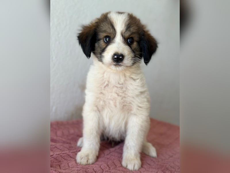 Sven, geb. ca. 06/2026, lebt in GRIECHENLAND, auf einer privaten Pflegestelle