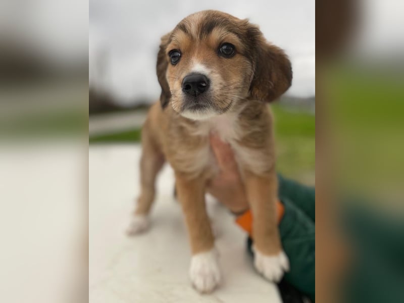 Barnes, geb. ca. 10/2025, lebt in GRIECHENLAND, im städt. Tierheim Serres