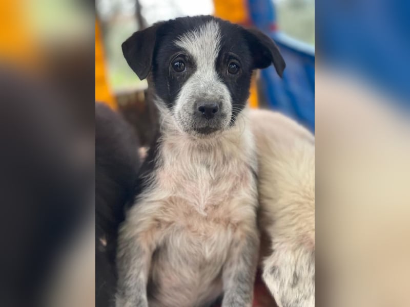 Zephira, geb. ca. 10/2025, lebt in GRIECHENLAND, auf einer privaten Pflegestelle