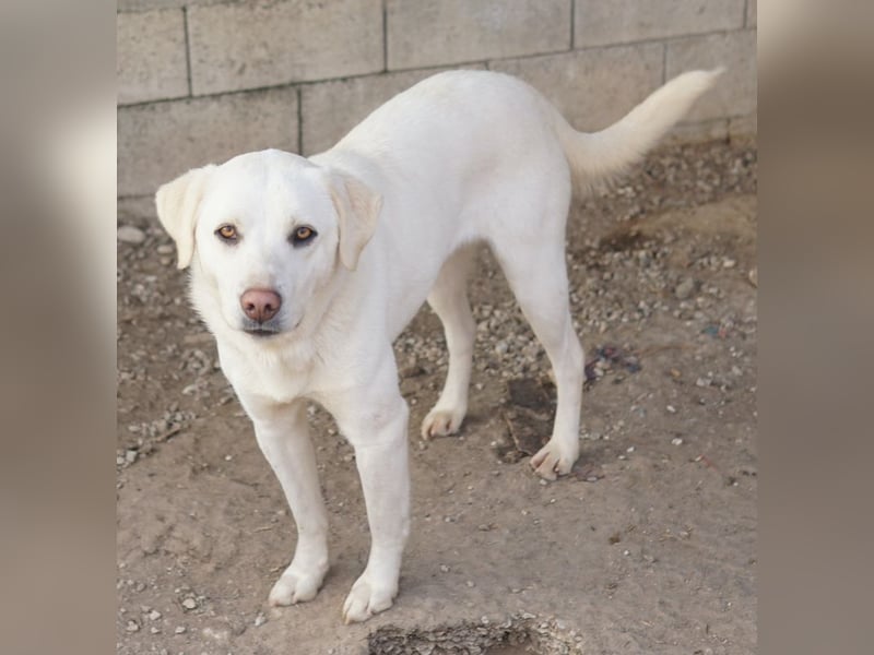 Gianna, geb. ca. 02/2022, lebt in GRIECHENLAND, im städt. Tierheim Serres