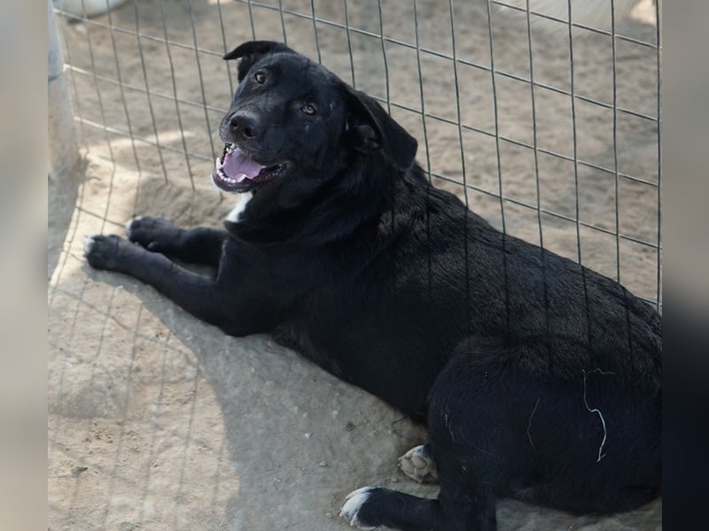 Ria, geb. ca. 10/2024, lebt in GRIECHENLAND, im städt. Tierheim Serres