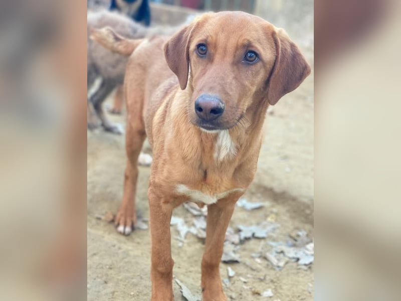 Karamell, geb. ca. 06/2025, lebt in GRIECHENLAND, auf einer privaten Pflegestelle