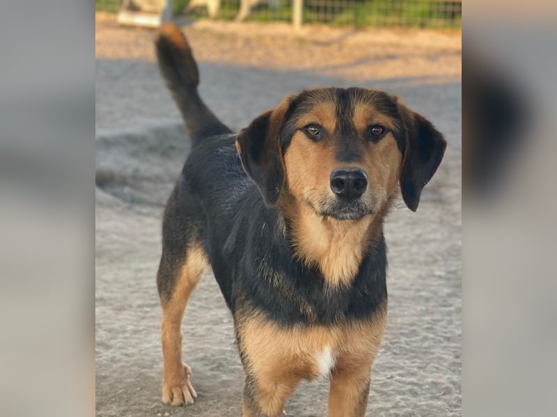 Rockie, geb. ca. 07/2025, lebt in GRIECHENLAND, im städt. Tierheim Serres