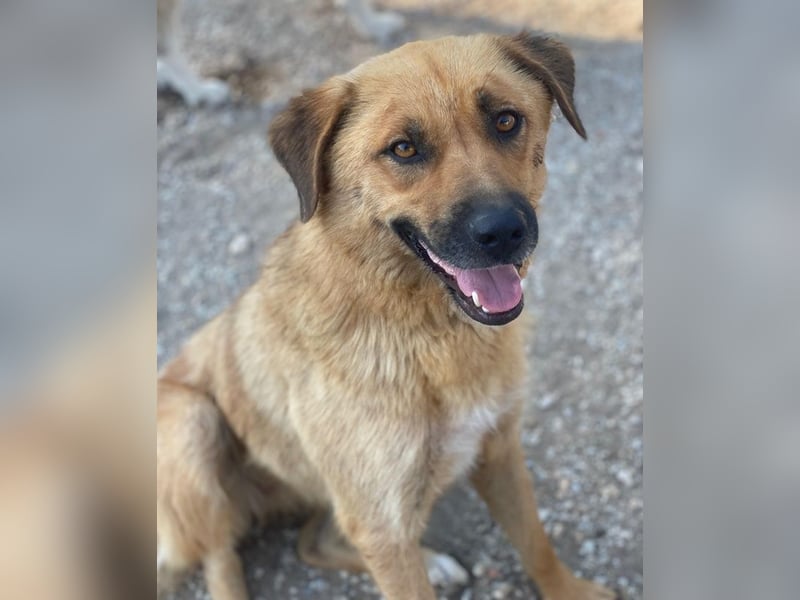 Tavina, geb. ca. 08/2024, lebt in GRIECHENLAND, im städt. Tierheim Serres