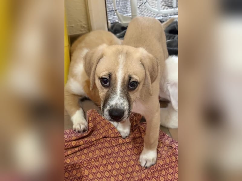 Cola, geb. ca. 11/2025, lebt in GRIECHENLAND, auf einer privaten Pflegestelle