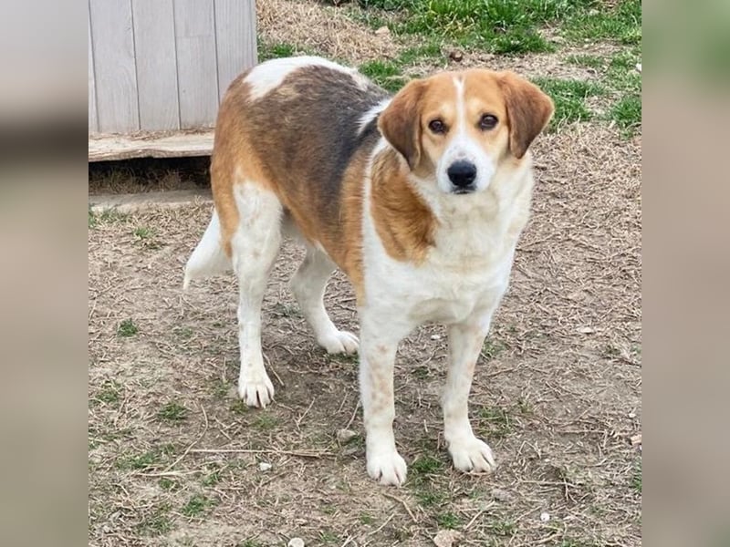 Katja, geb. ca. 12/2019, lebt in GRIECHENLAND, im städt. Tierheim Serres