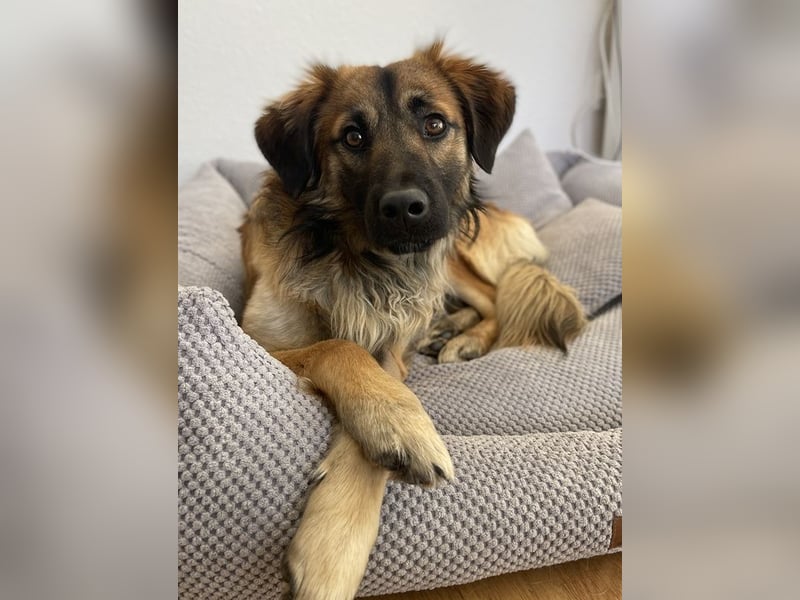 Strolch, geb. ca. 04/2024, lebt auf einer Pflegestelle in 71272 Renningen