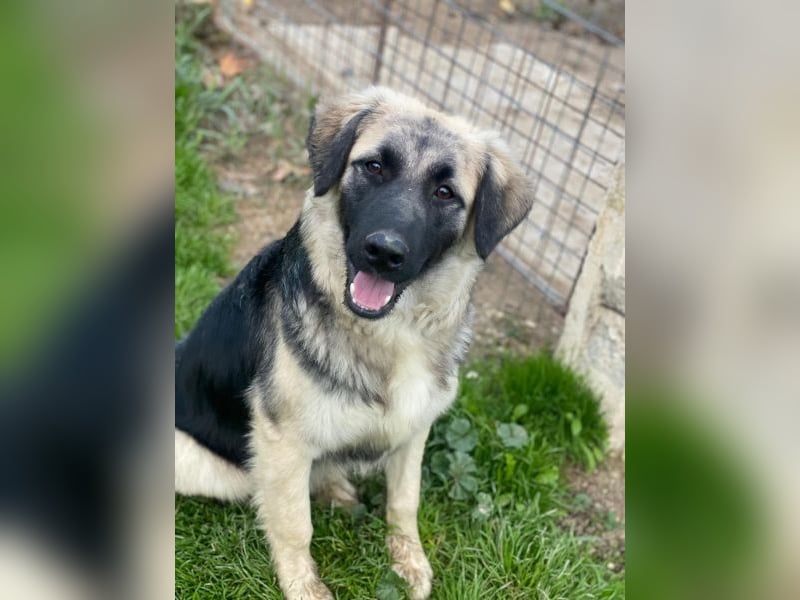 Anakin, geb. ca. 03/2025, lebt in GRIECHENLAND, auf einer privaten Pflegestelle