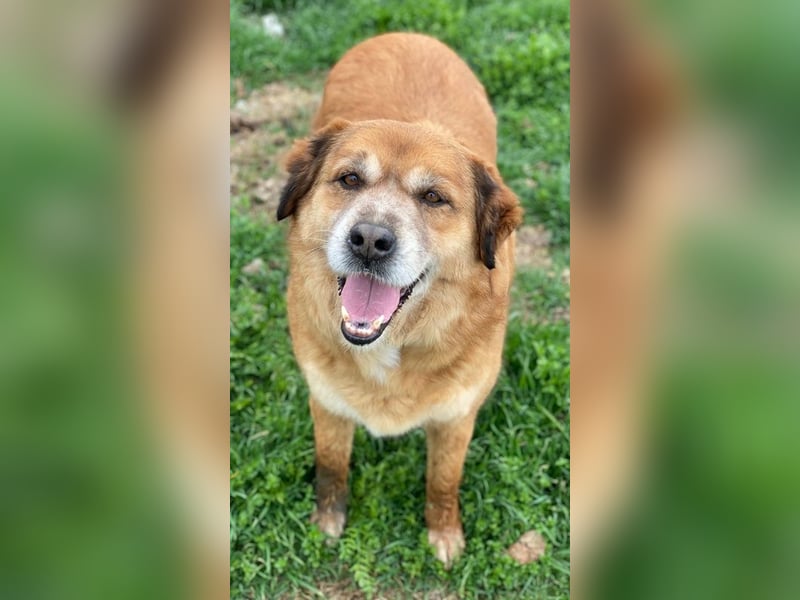 Gandhi, geb. ca. 12/2018, lebt in GRIECHENLAND, im städt. Tierheim Serres