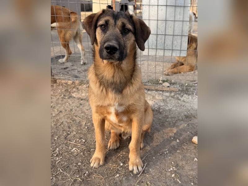 Maverick, geb. ca. 07/2025, lebt in GRIECHENLAND, im städt. Tierheim Serres