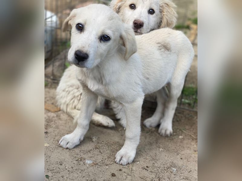 Mochina, geb. ca. 01/2026, lebt in GRIECHENLAND, auf einer privaten Pflegestelle