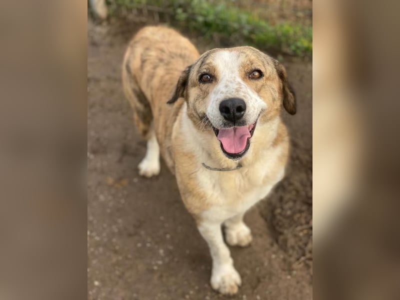 Philina, geb. ca. 11/2019, lebt in GRIECHENLAND, im städt. Tierheim Serres