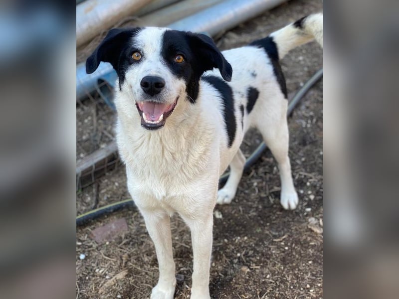 Alva, geb. ca. 05/2023, lebt in GRIECHENLAND, auf einer privaten Pflegestelle