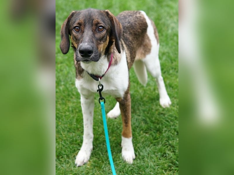 Diona, geb. ca. 05/2024, lebt lebt in 48291 Telgte, Vermittlungshilfe