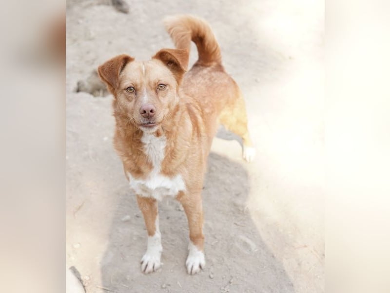 Rosalie, geb. ca. 12/2022, lebt in GRIECHENLAND, auf einer privaten Pflegestelle