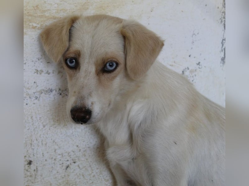 Shani, geb. ca. 01/2024, lebt auf einer Pflegestelle in 53947 Nettersheim