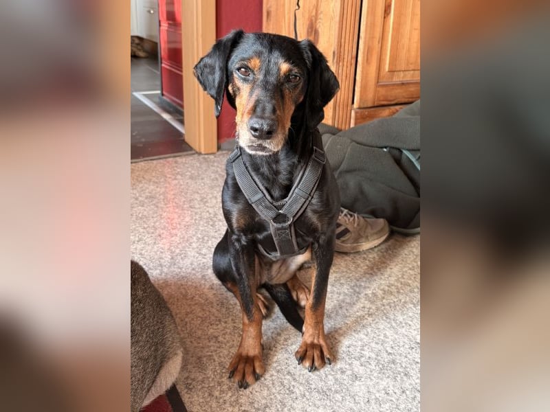 Neria, geb. ca. 11/2020, lebt auf einer Pflegestelle in 95168 Marktleuthen