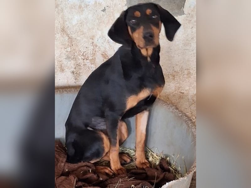 Frida, geb. ca. 01/2025, lebt in GRIECHENLAND, auf einer privaten Pflegestelle