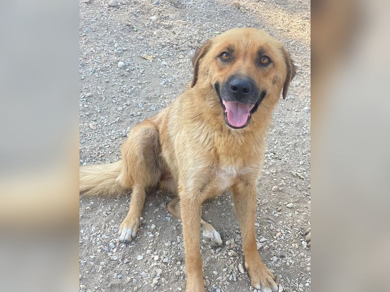 Tavina, geb. ca. 08/2024, lebt in GRIECHENLAND, im städt. Tierheim Serres