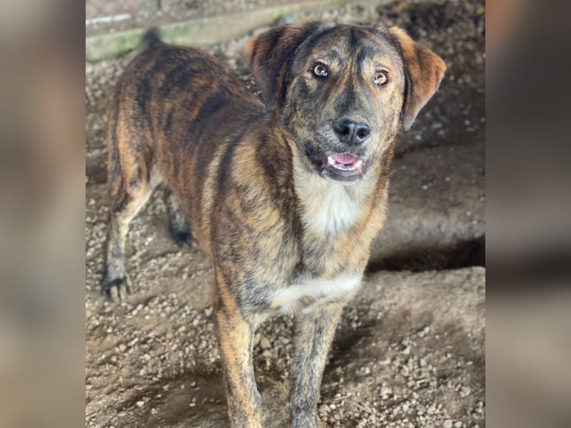 Fiyero, geb. ca. 07/2025, lebt in GRIECHENLAND, im städt. Tierheim Serres